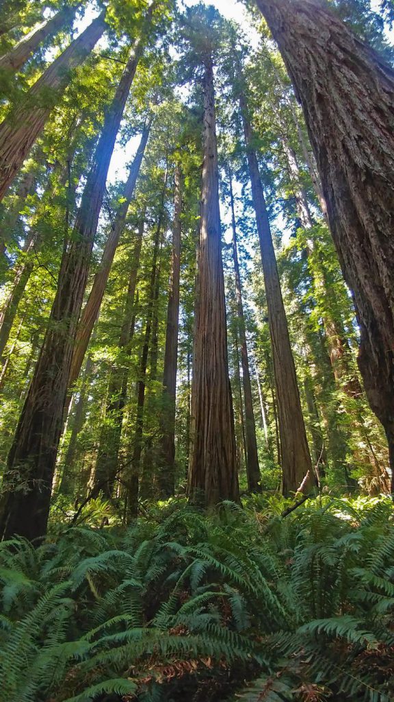 Stout Memorial Grove - Casual Trekkers