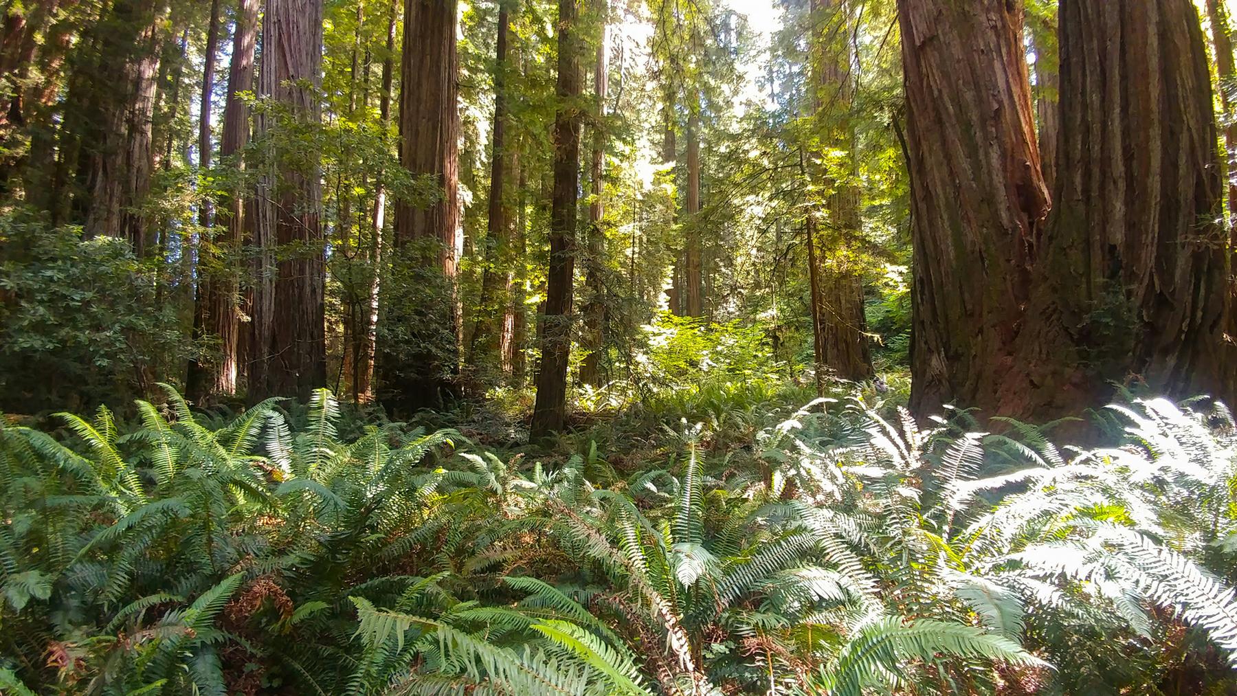 Stout Memorial Grove - Casual Trekkers