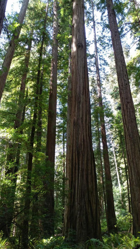 Stout Memorial Grove - Casual Trekkers