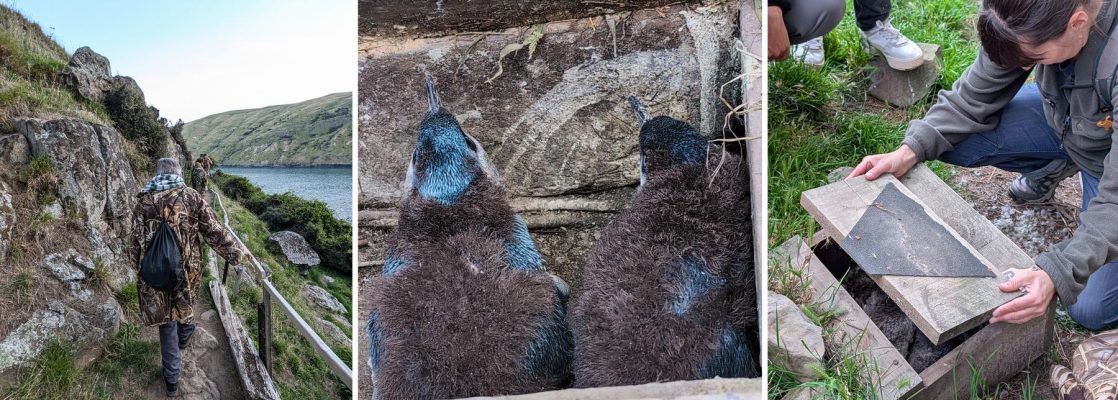 Pohatu Penguin Tour