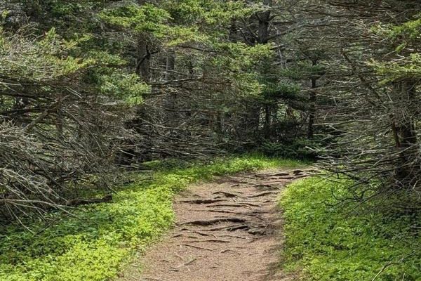 Cedar Cove Trail