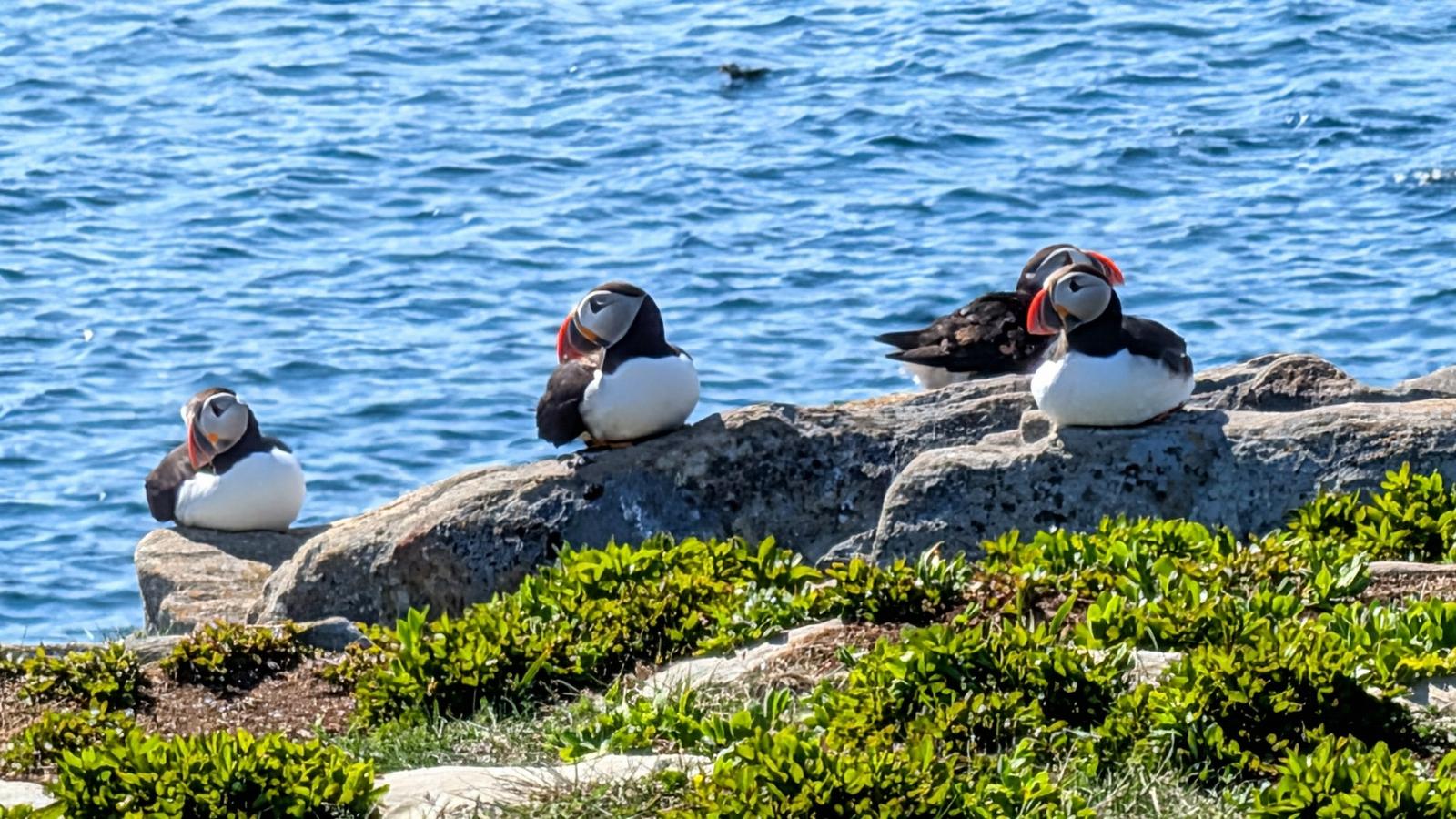 Elliston Newfoundland Puffin Site
