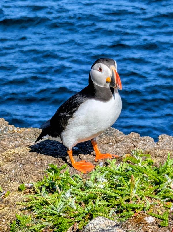 Elliston Puffin Portrait