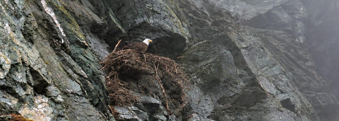Eagles Nest Iceberg Quest Tour - Twillingate 2024