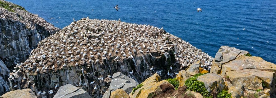 Bird Rock, Cape Mary's Ecological Reserve
