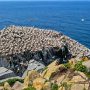 Bird Rock, Cape Mary's Ecological Reserve