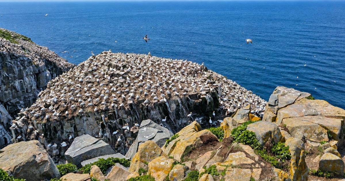 Bird Rock, Cape Mary's Ecological Reserve
