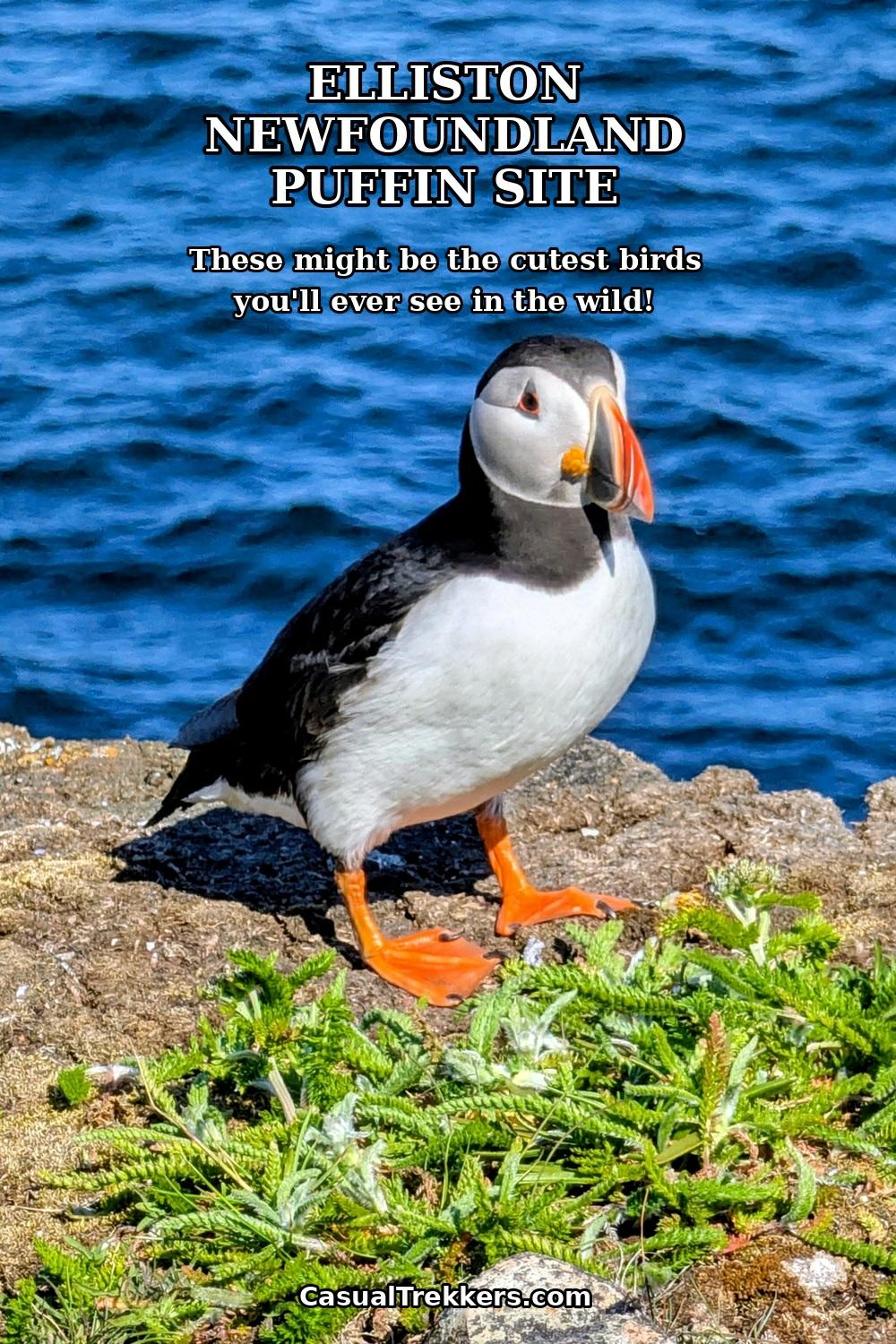 Elliston Puffins