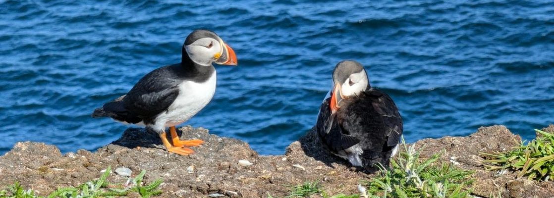 Elliston Puffins