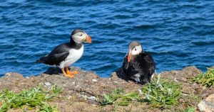 Elliston Puffins