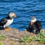 Elliston Puffins