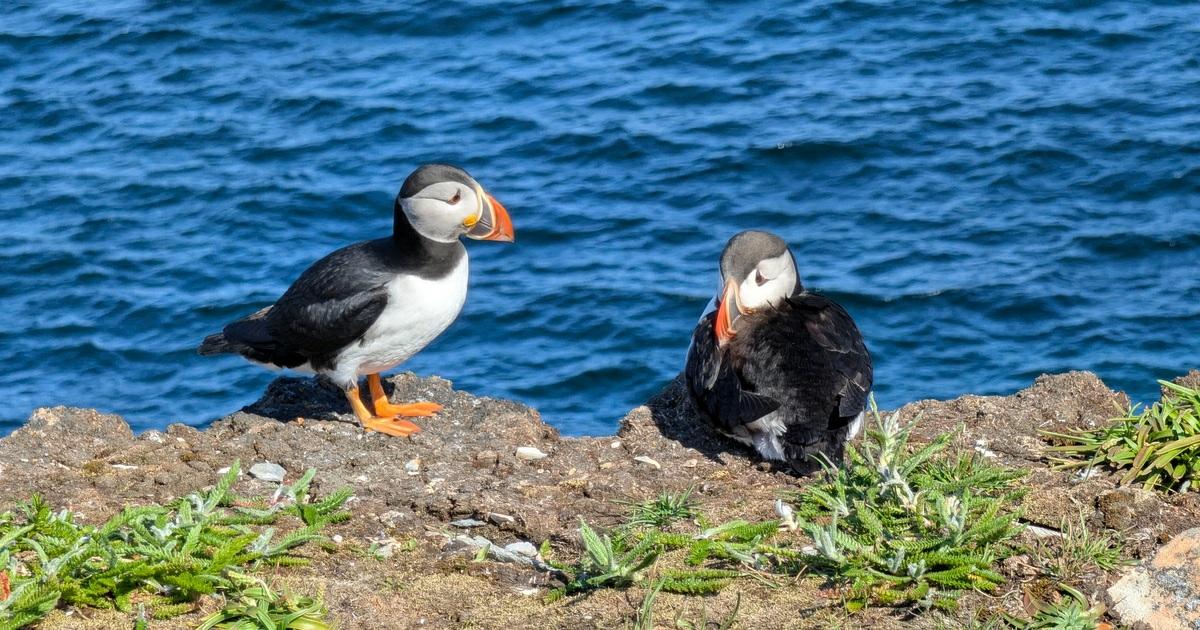 Elliston Puffins