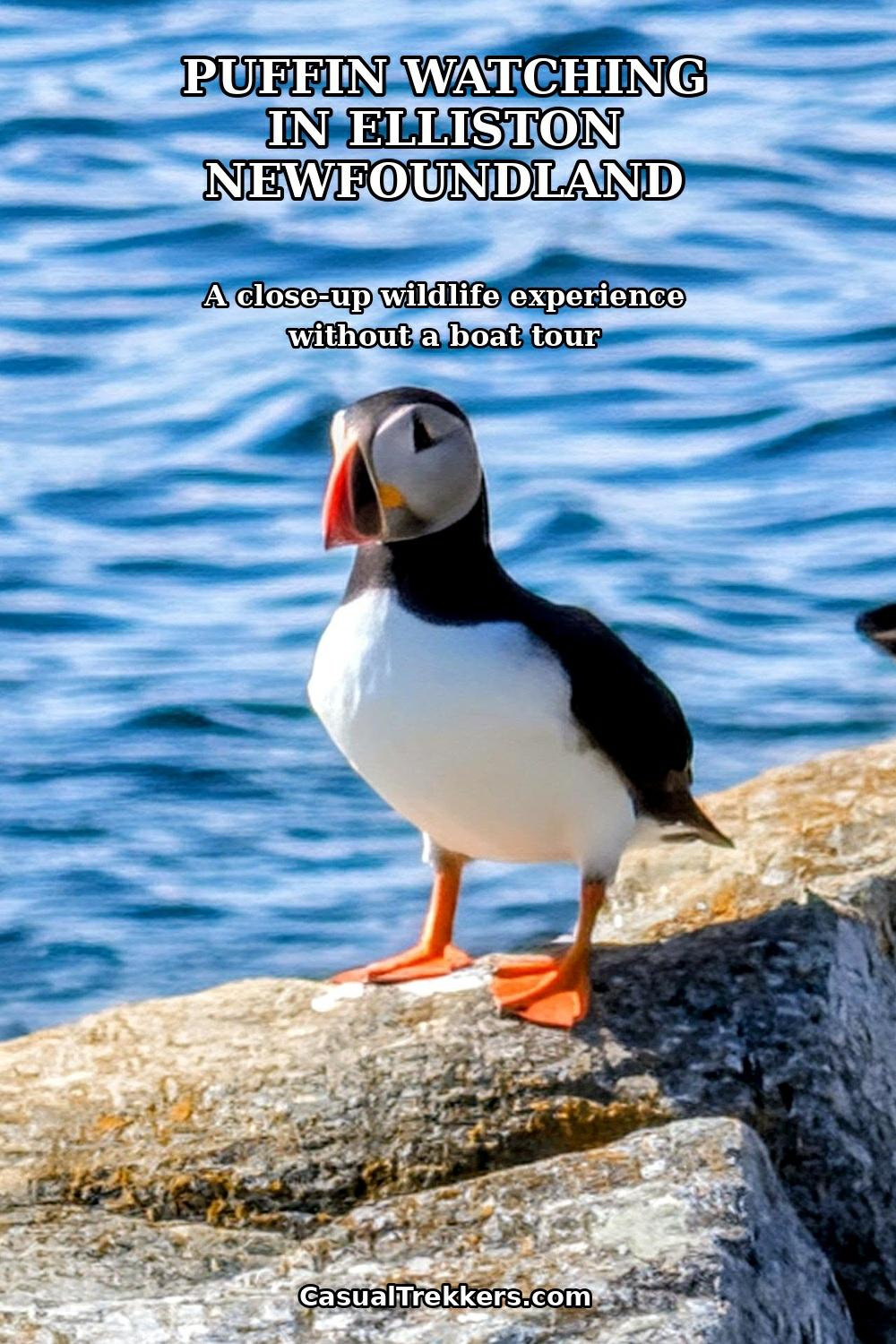Elliston Puffins Elliston Puffins