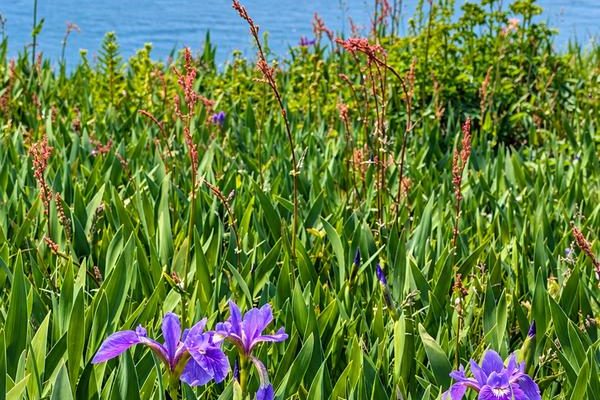 Wild irises growing along the coastal trail at Cape St. Mary's Ecological Reserve.